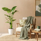 Green BoutiQ - Kamerplanten - Strelitzia Nicolai - Paradijsvogelbloem - Weinig onderhoud - Groen - 1 Plant - met Potter Wit - Pot 21cm - Hoogte 110-120cm