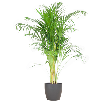 Areca Palm (Dypsis) mit Viber Grijs - 100cm - Ø21