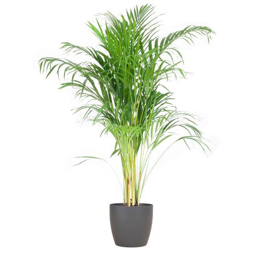 Areca Palm (Dypsis) mit Viber Grijs - 100cm - Ø21