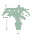 Calathea Flamestar - Pauwenplant - Ø19cm - ↕75cm
