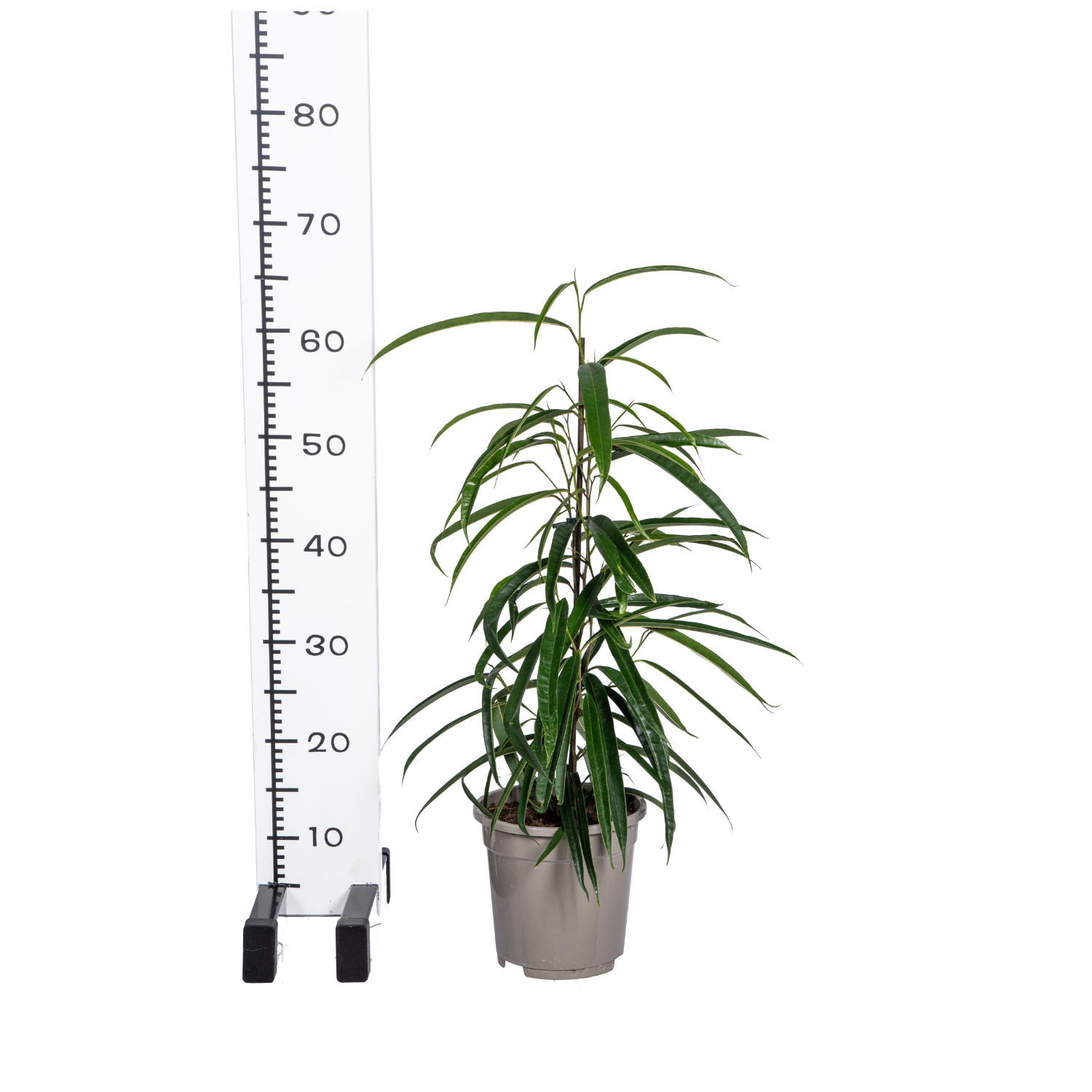 Ficus Binnendijkii Alii Ø17cm - ↕60 - 80cm