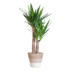 Yucca Elephantipes met Mand Lissabon wit - 90cm - Ø21