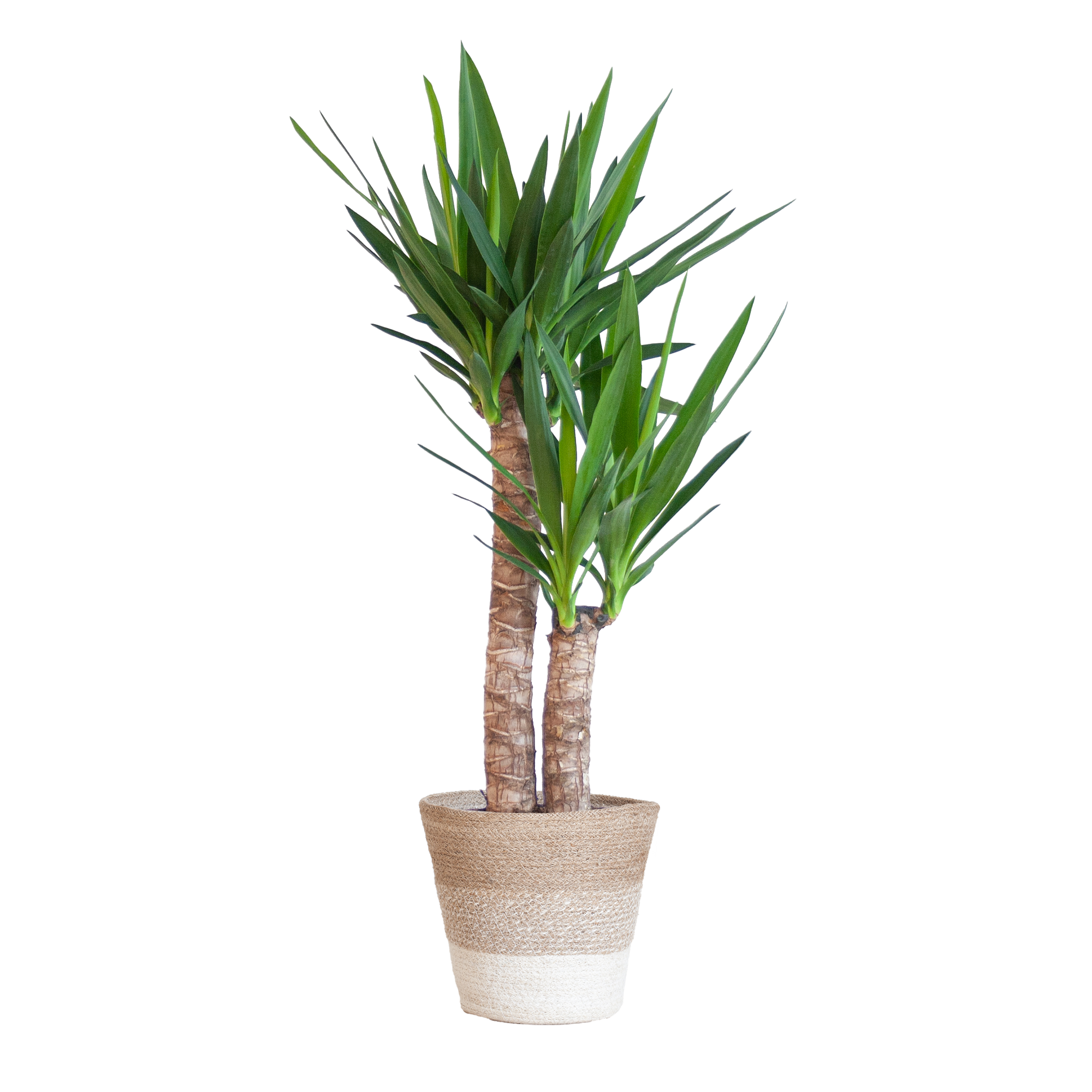 Yucca Elephantipes met Mand Lissabon wit - 90cm - Ø21