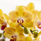 Kolibri Orchids | gele Phalaenopsis orchidee - Lima - potmaat Ø9cm | bloeiende kamerplant - vers van de kweker
