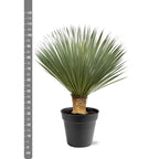 Yucca Rostrata - 100 - 120 cm - Ø40