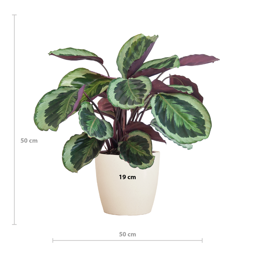 Calathea Medaillon met Viber wit - 65cm - Ø19