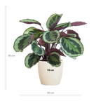 Calathea Medaillon met Viber wit - 65cm - Ø19