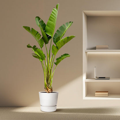 Strelitzia Augusta – 250 cm – ⌀45