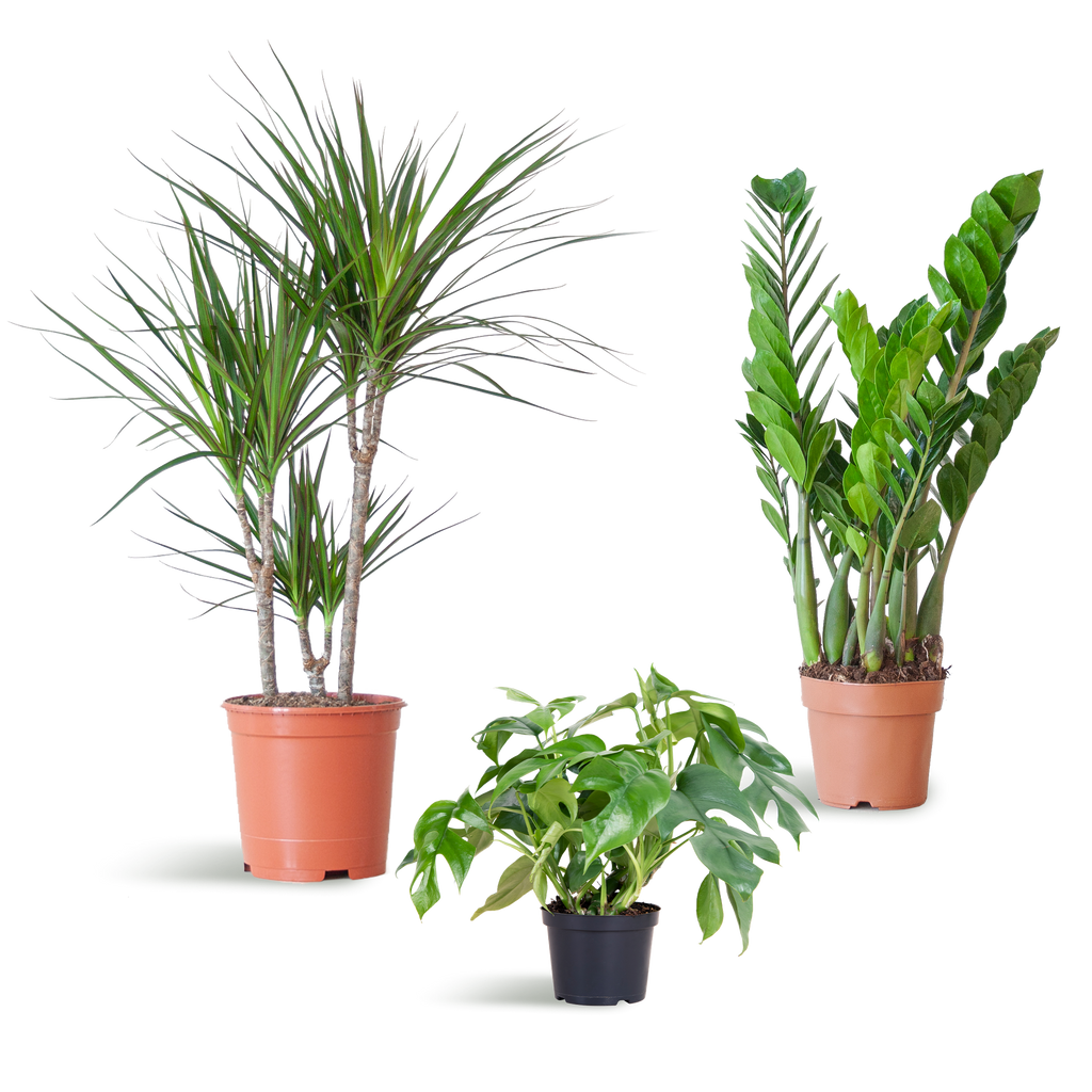 Schaduw Plantenbox - medium - zonder sierpot