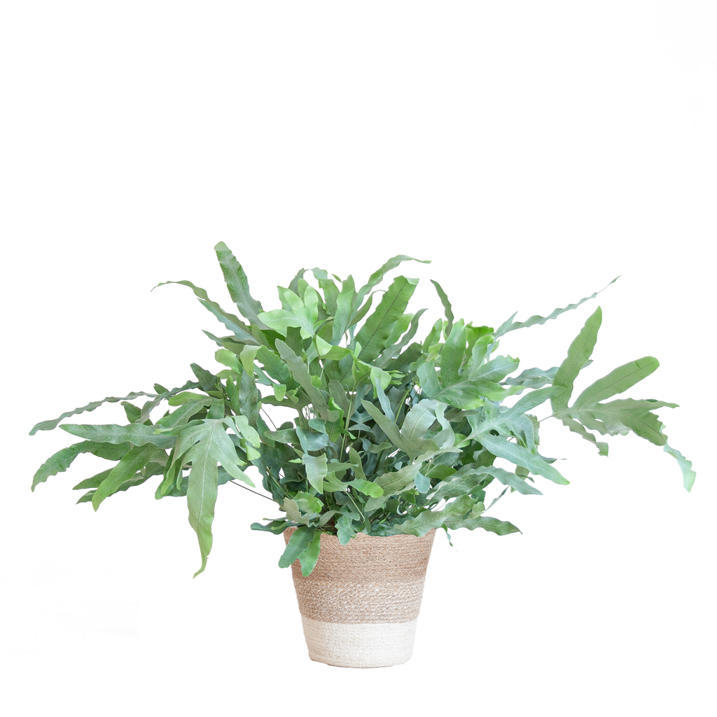 Phlebodium Aureum 'Blue Star' mit Korb Lissabon weiß - 40cm - Ø17