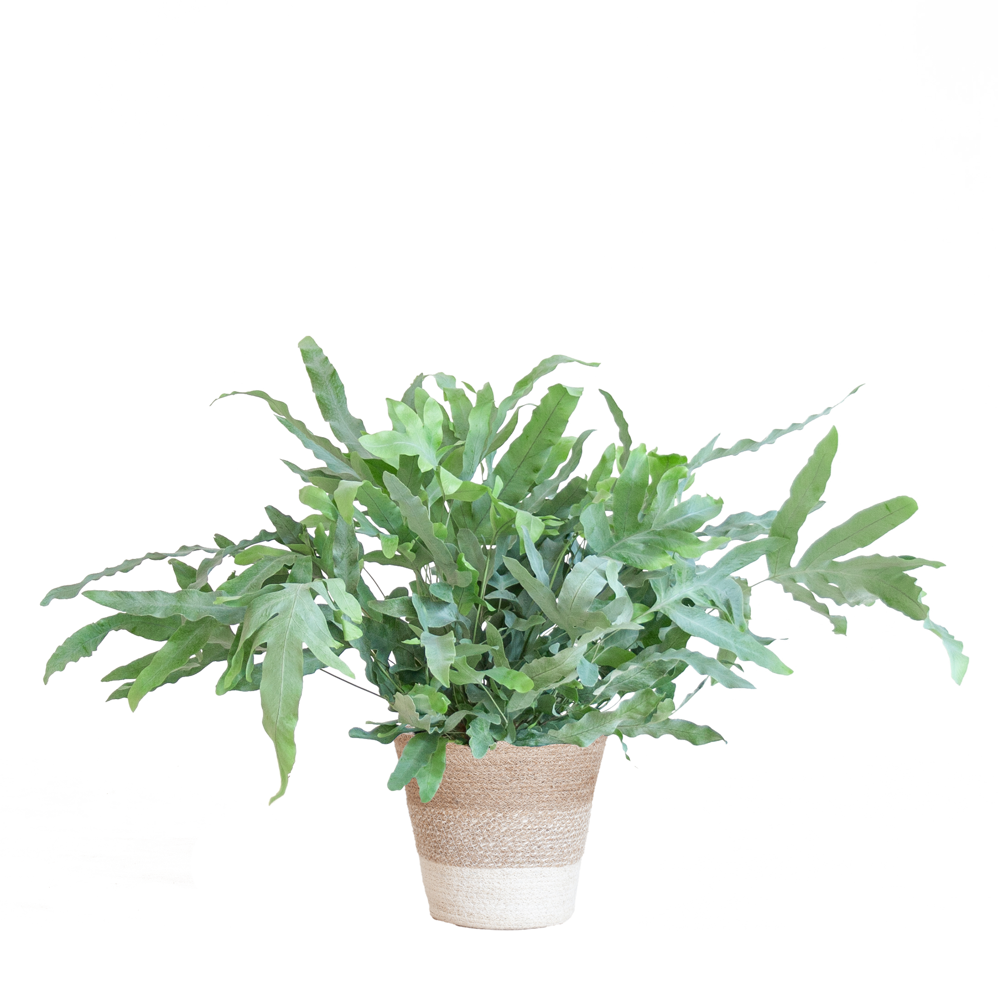 Phlebodium Aureum 'Blue Star' met Mand Lissabon wit - 40cm - Ø17