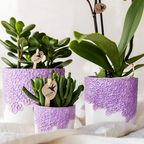 Kolibri Orchids | Paarse Vienna orchidee + Bloom sierpot paars – potmaat Ø9cm | bloeiende kamerplant – vers van de kweker