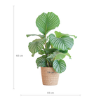 Calathea Orbifolia met Sofia mand naturel - 65cm - Ø21