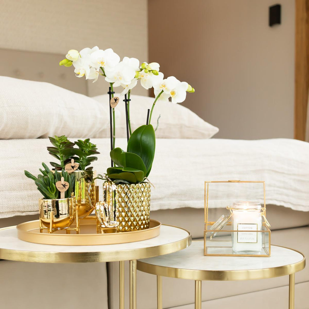 Kolibri Orchids | witte Phalaenopsis orchidee potmaat Ø9cm | Amabilis | bloeiende kamerplant - vers van de kweker