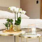 Kolibri Orchids | witte Phalaenopsis orchidee potmaat Ø9cm | Amabilis | bloeiende kamerplant - vers van de kweker