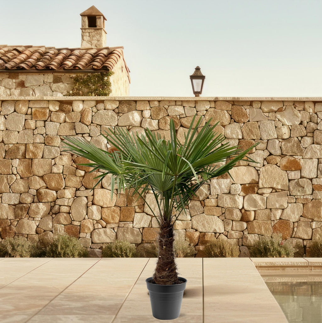 Trachycarpus Fortuneii – 220–240 cm – Ø45