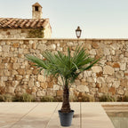 Trachycarpus Fortuneii – 220–240 cm – Ø45