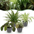 Green boutiQ - Kamerplant - Chlorophytum - Maranta - Calissia - Nephrolepsis - Mix van 4 - Huisdiervriendelijke Planten - Groen - 4 Planten - met Potter Grijs - Pot 12cm - Hoogte 25cm