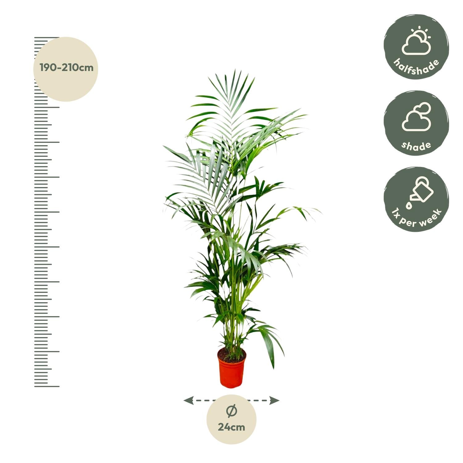 Kentia Palm - 200 cm - ø24-30cm