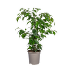 Ficus Benjamina Exotica Ø17cm - ↕60 - 80cm