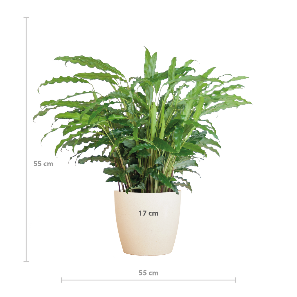 Calathea Rufibarba met Viber wit - 55cm - Ø17
