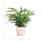 Calathea Rufibarba met Viber wit - 55cm - Ø17