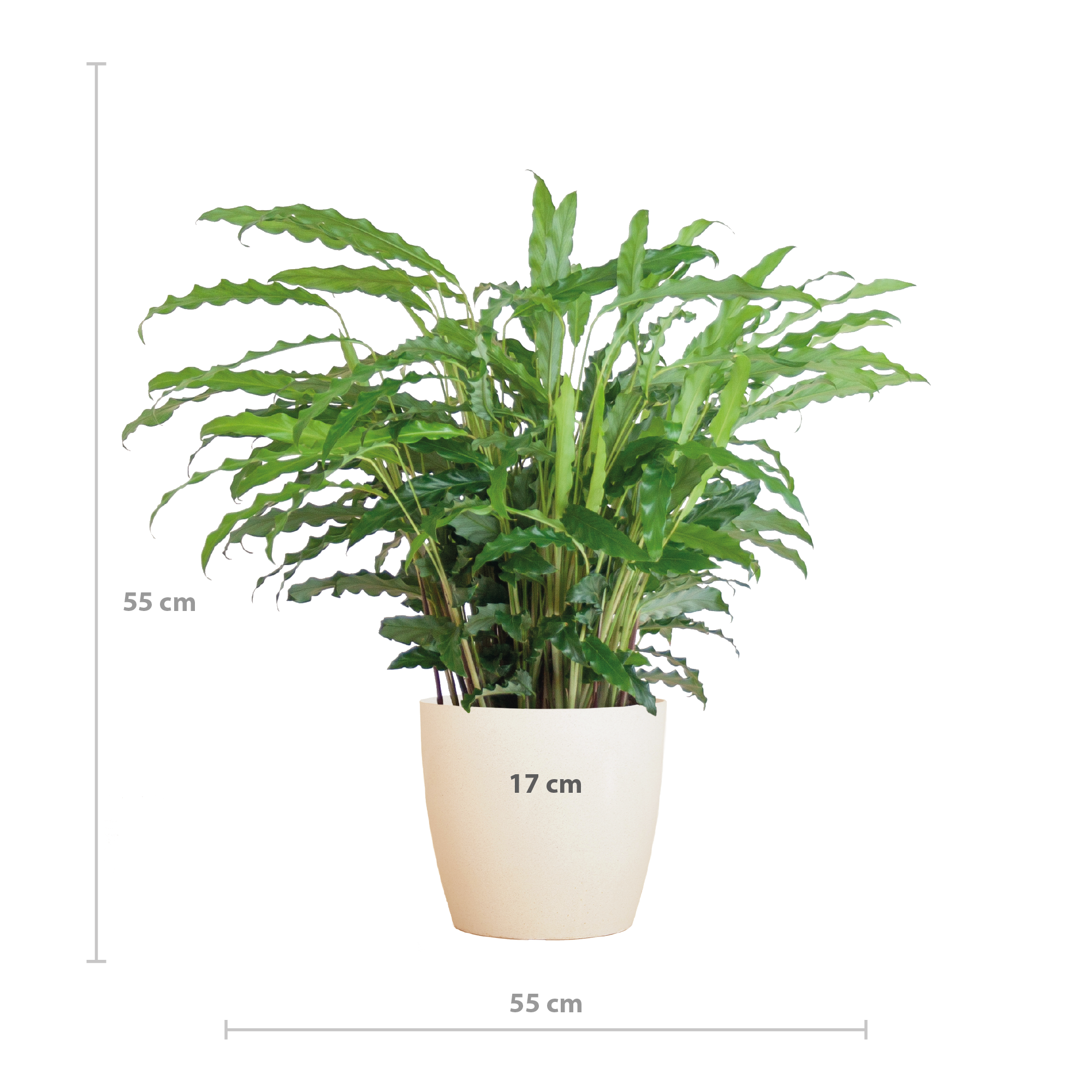 Calathea Rufibarba met Viber wit - 55cm - Ø17