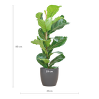 Ficus Lyrata met Viber pot grijs - 80cm - Ø21