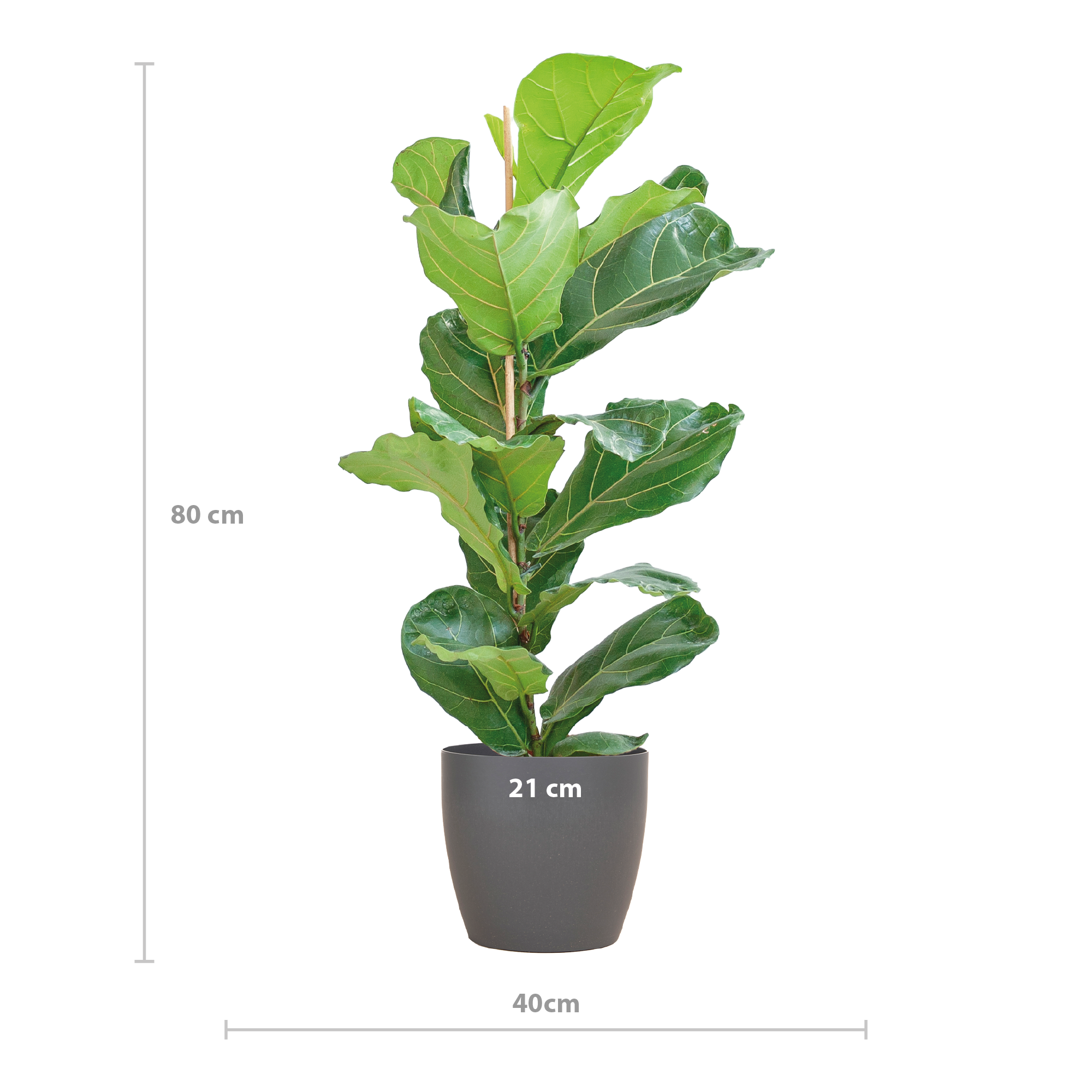 Ficus Lyrata met Viber pot grijs - 80cm - Ø21