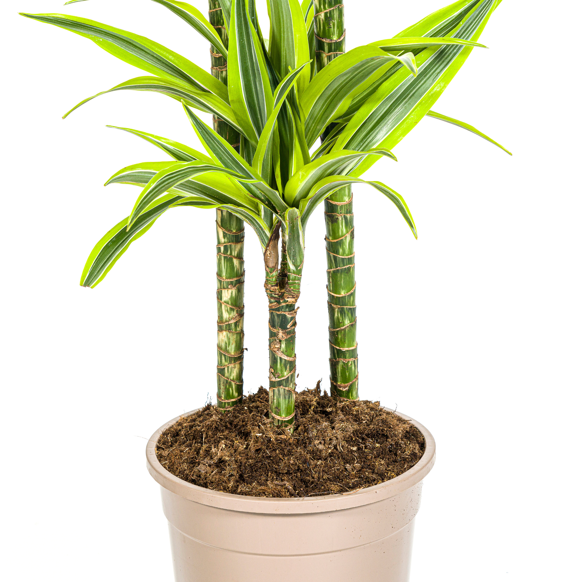 Dracaena Deremensis Lemon Lime met mand Ø24cm - ↕130 - 150cm