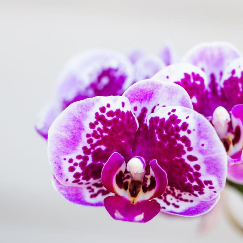 Orchidées Kolibri | Orchidée phalaenopsis rose-violette, pot de Ø9 cm | Salvador | Plante d'intérieur fleurie - fraîchement cueillie