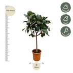 Ficus Elastica Robusta op stam - 190 cm - ø35