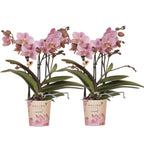 Kolibri Orchids | COMBI DEAL van 2 Phalaenopsis orchideeën - Treviso - potmaat Ø9cm | bloeiende kamerplant - vers van de kweker