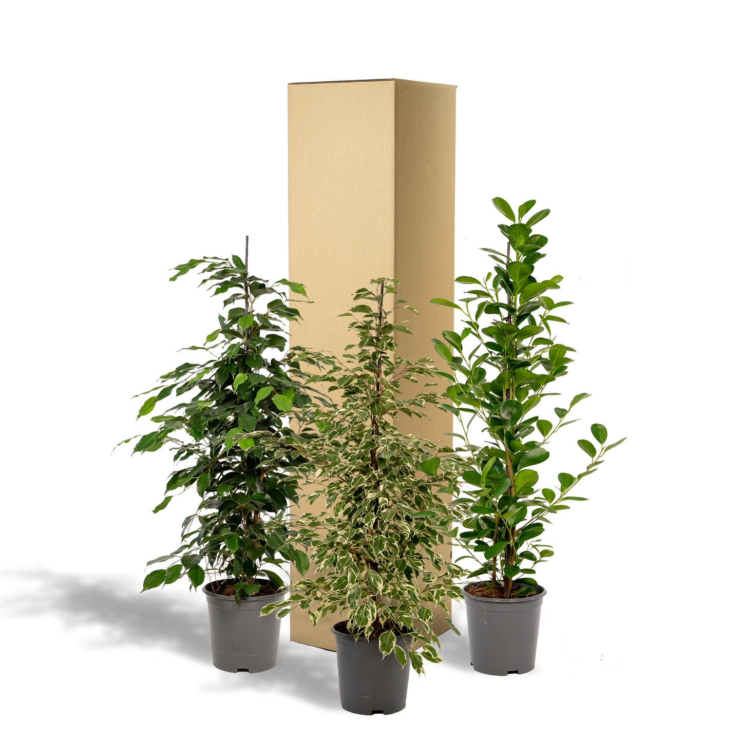 Ficus Benjamina Danielle – Ø21 cm – ↕95 cm + Ficus Benjamina Twilight – Ø21 cm – ↕95 cm + Ficus Microcarpa Moclame – Ø21 cm – ↕95 cm