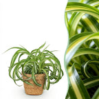 Green boutiQ - Kamerplant - Chlorophytum comosum Bonnie - Krullende Graslelie - Huisdiervriendelijke Plant - Groen - 1 Plant - met Mand - Pot 12cm - Hoogte 20cm
