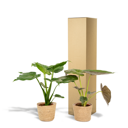 Alocasia Cucullata - Ø19cm - ↕60cm + Alocasia Wentii - Ø19cm - ↕60cm + Korb Selin
