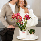 Kolibri Orchids | rode Phalaenopsis orchidee potmaat Ø9cm |  Congo | bloeiende kamerplant - vers van de kweker