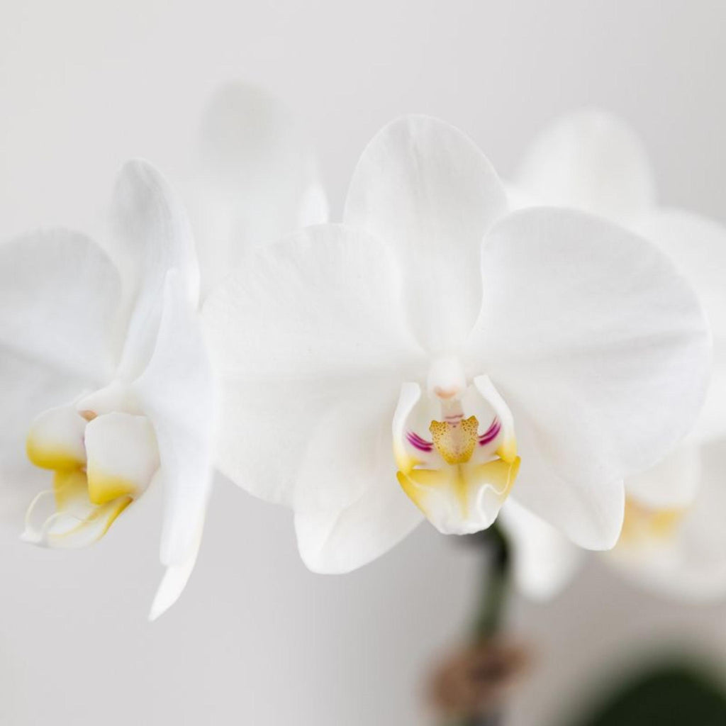 Orchidées Kolibri | Orchidée Phalaenopsis blanche en pot de 9 cm de diamètre | Amabilis | Plante d'intérieur fleurie - fraîchement cueillie