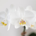 Orchidées Kolibri | Orchidée Phalaenopsis blanche en pot de 9 cm de diamètre | Amabilis | Plante d'intérieur fleurie - fraîchement cueillie