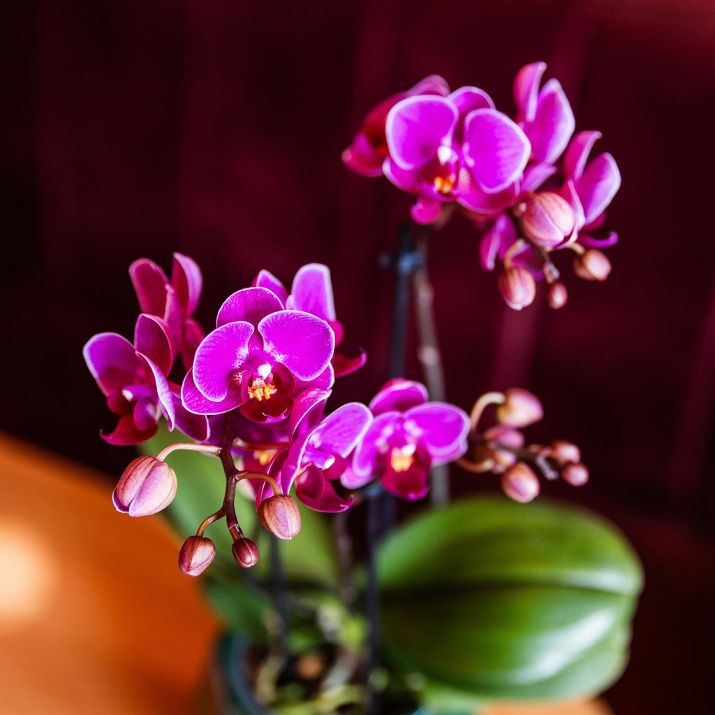 Orchidées Kolibri | Orchidée phalaenopsis violette, pot de 9 cm de diamètre | Morelia | Plante d'intérieur fleurie - fraîchement cueillie