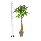 Pachira Aquatica met mand Ø24cm - ↕120 - 140cm