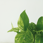 Epipremnum Marble Queen - 4 stuks - Ø12cm - ↕15cm