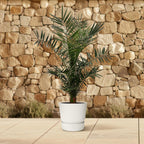 Phoenix Canariensis - 140 cm - Ø21cm