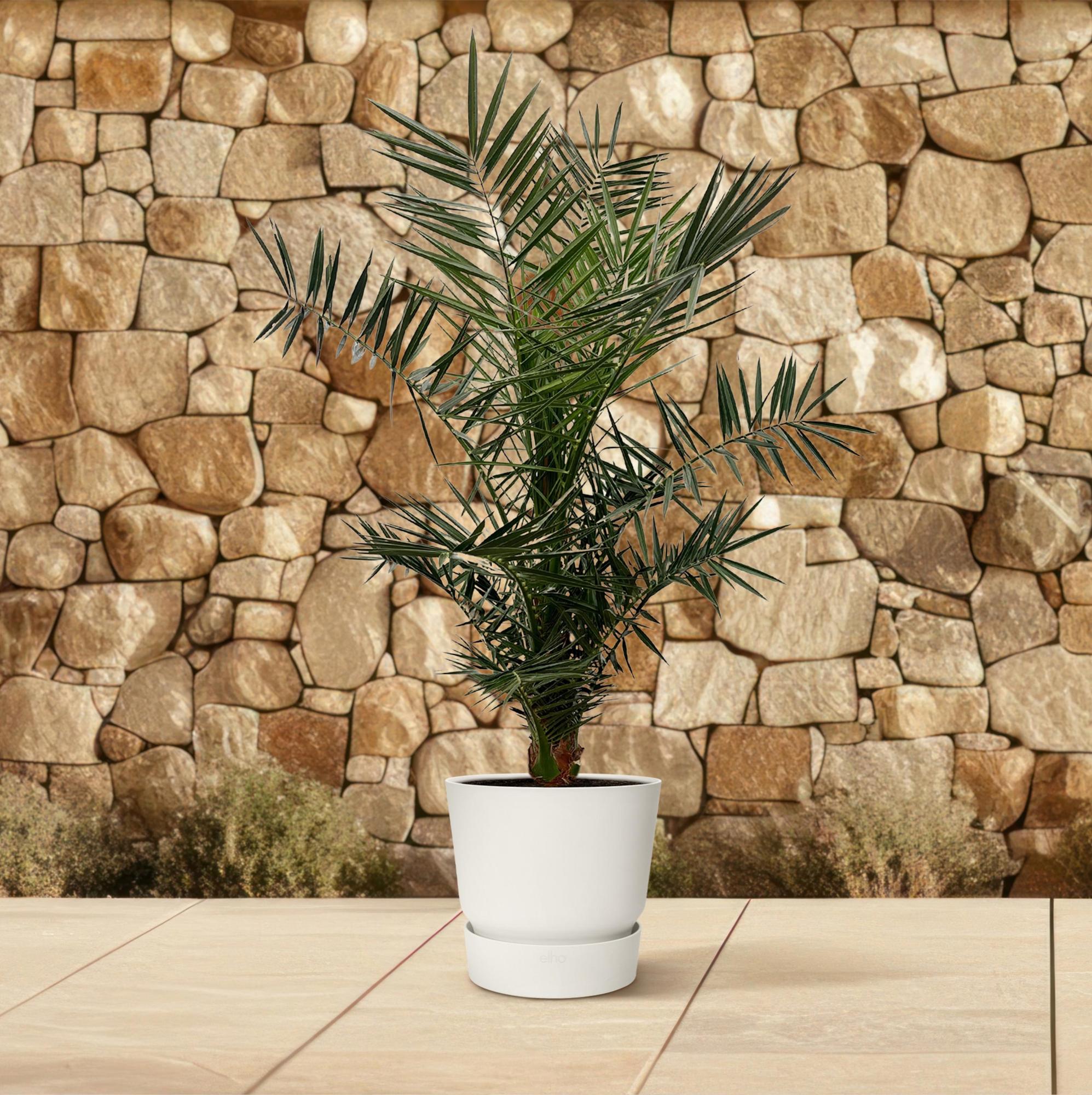 Phoenix Canariensis - 140 cm - Ø21cm