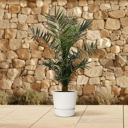 Phoenix Canariensis - 140 cm - Ø21cm