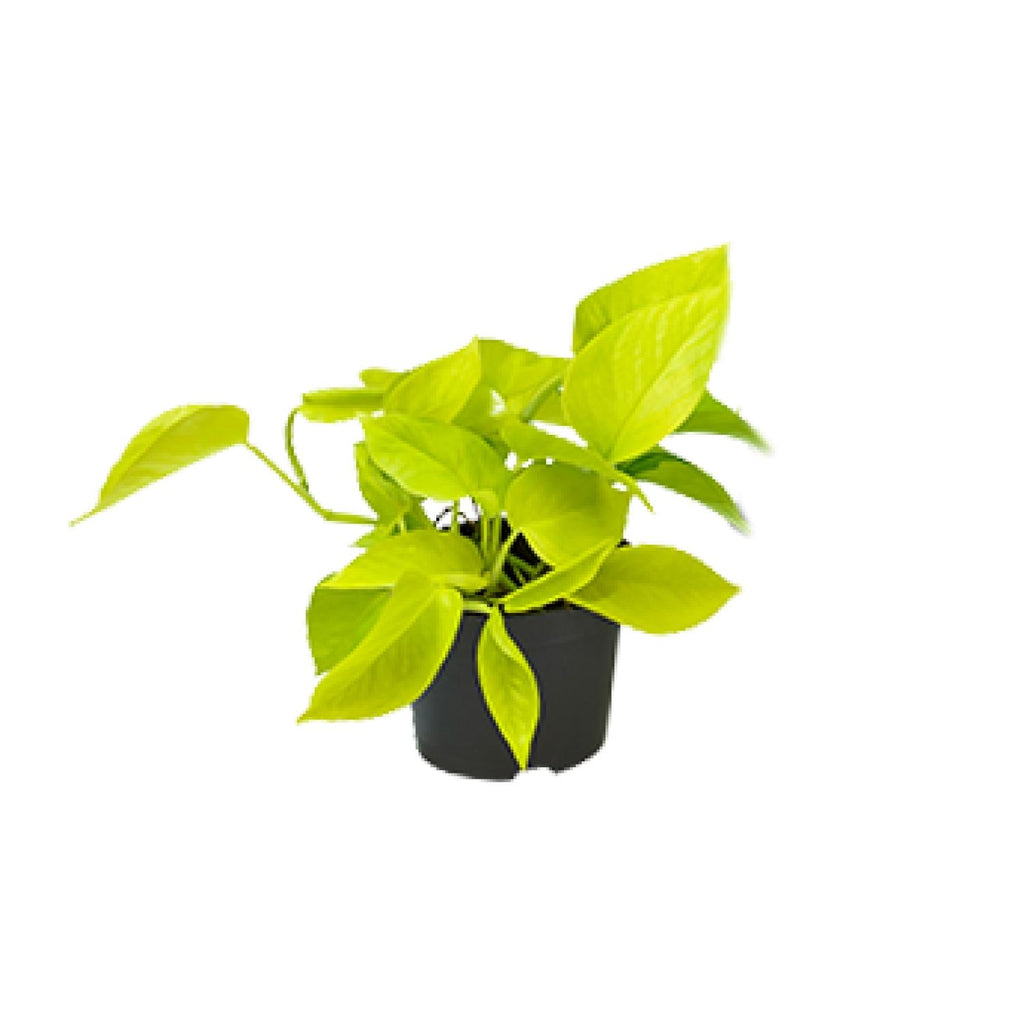 Epipremnum Golden Pothos - Scindapsus - PROMO - Ø12 - ↕15cm