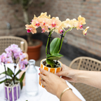 Orchidées Kolibri | Orchidée Phalaenopsis orange en pot de 9 cm de diamètre | Jamaïque | Plante d'intérieur fleurie - fraîchement cueillie
