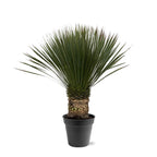 Yucca Rostrata - 80 - 100cm- Ø38