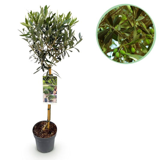 Green boutiQ – Gartenpflanze – Olea Europaea – Pflanze auf Stamm – Terrassenpflanze – Immergrün – Pflegeleicht – Topf 19 cm, Höhe 90 cm