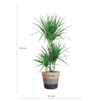 Dracaena Marginata met Lissabon mand zwart - 95cm - Ø21